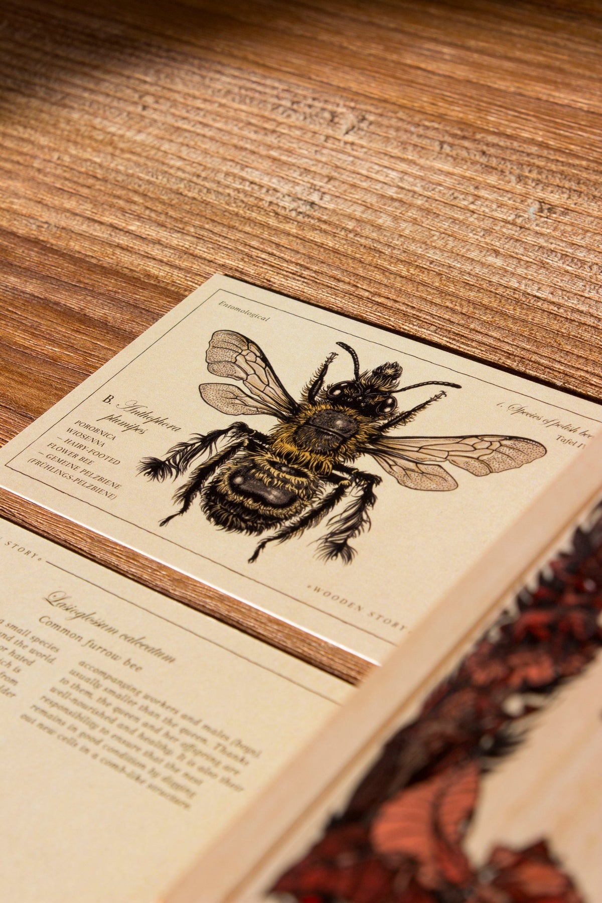 SPECIES OF BEES | WOODEN PUZZLE BLOCKS | — BY WOODEN STORY®