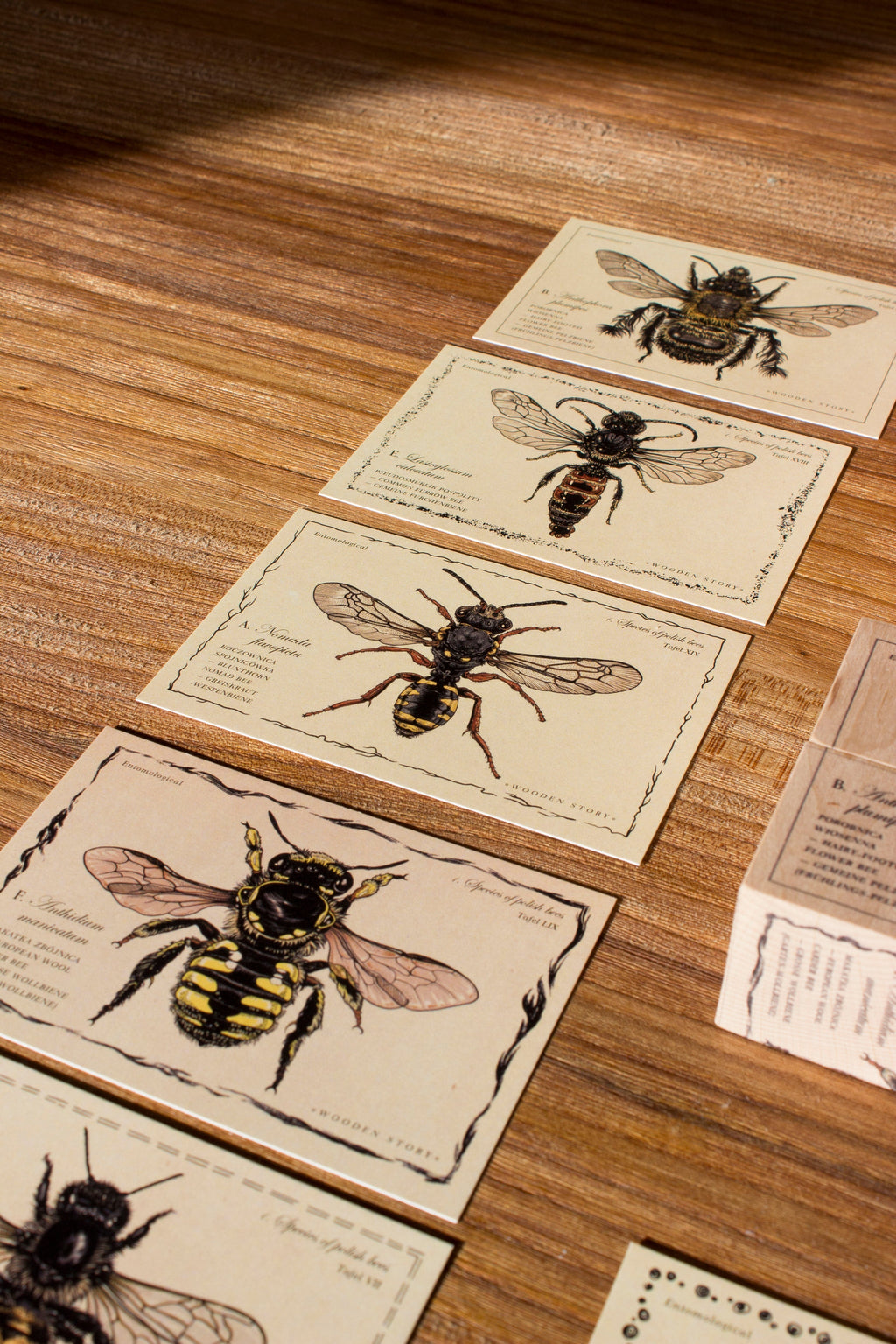SPECIES OF BEES | WOODEN PUZZLE BLOCKS | — BY WOODEN STORY®